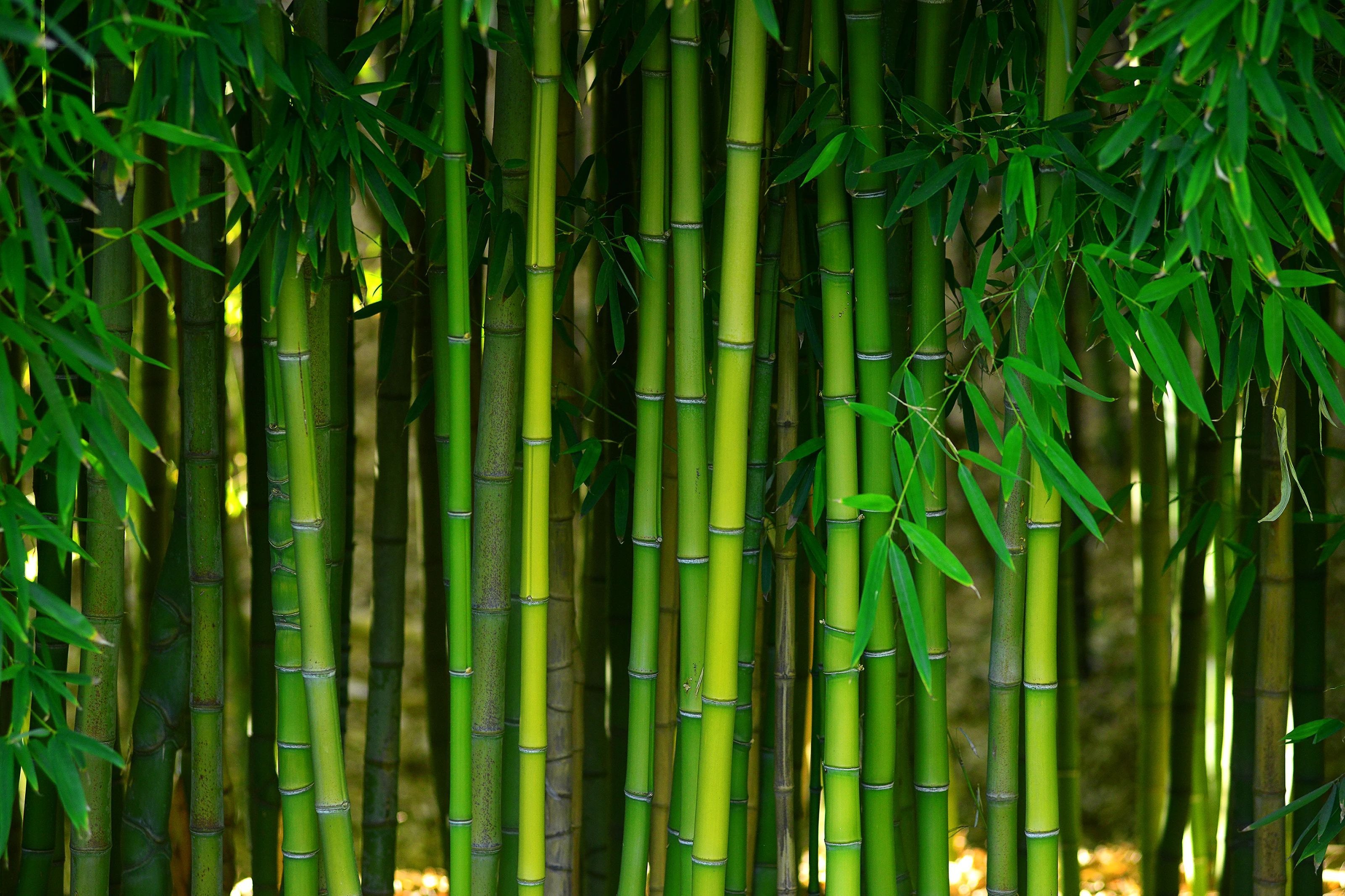 Bamboo forest - Carpet World of Martinsburg in WV