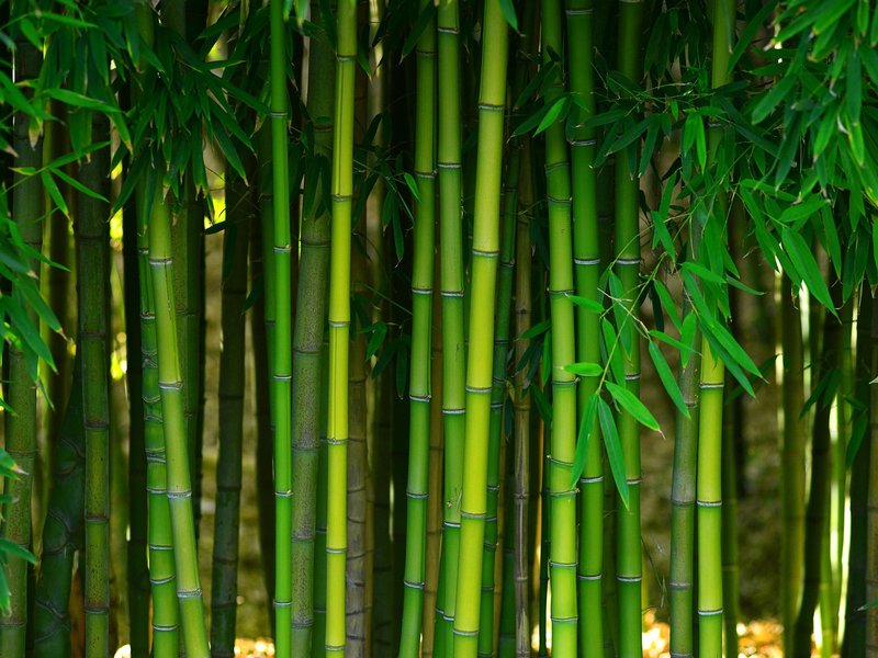 Bamboo forest - Carpet World of Martinsburg in WV